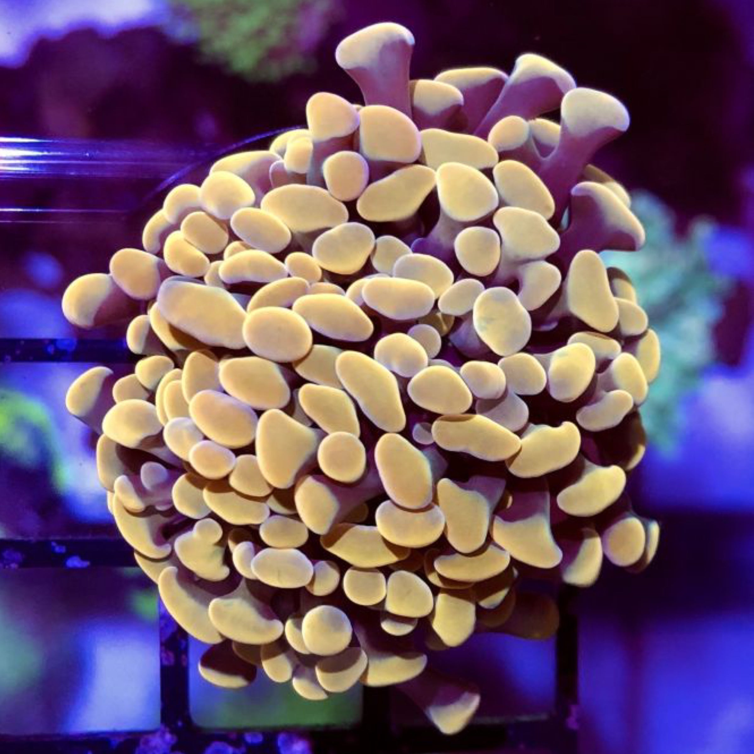 Sunkist Bounce mushroom single | The Fish Store