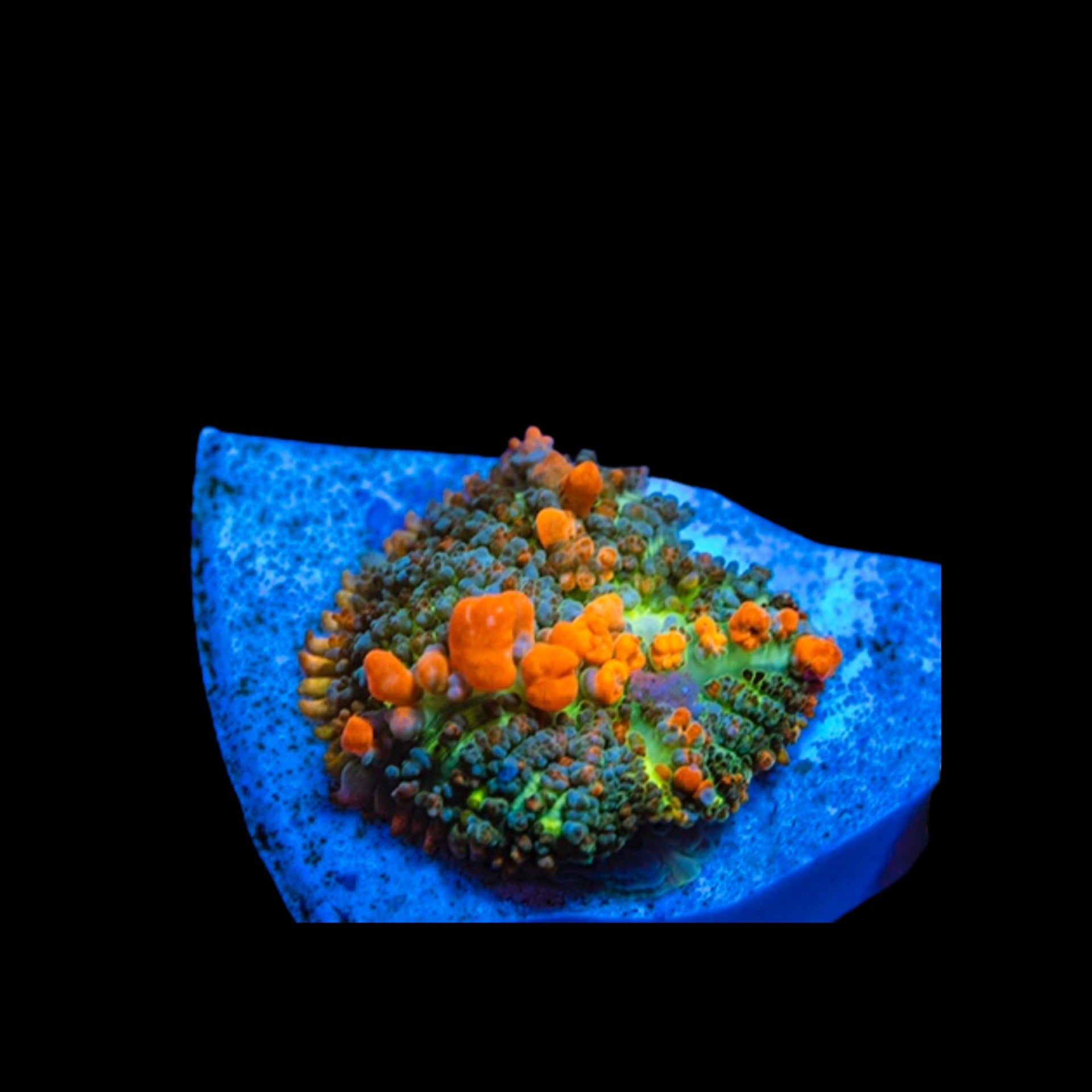 Sunkist Bounce mushroom single | The Fish Store