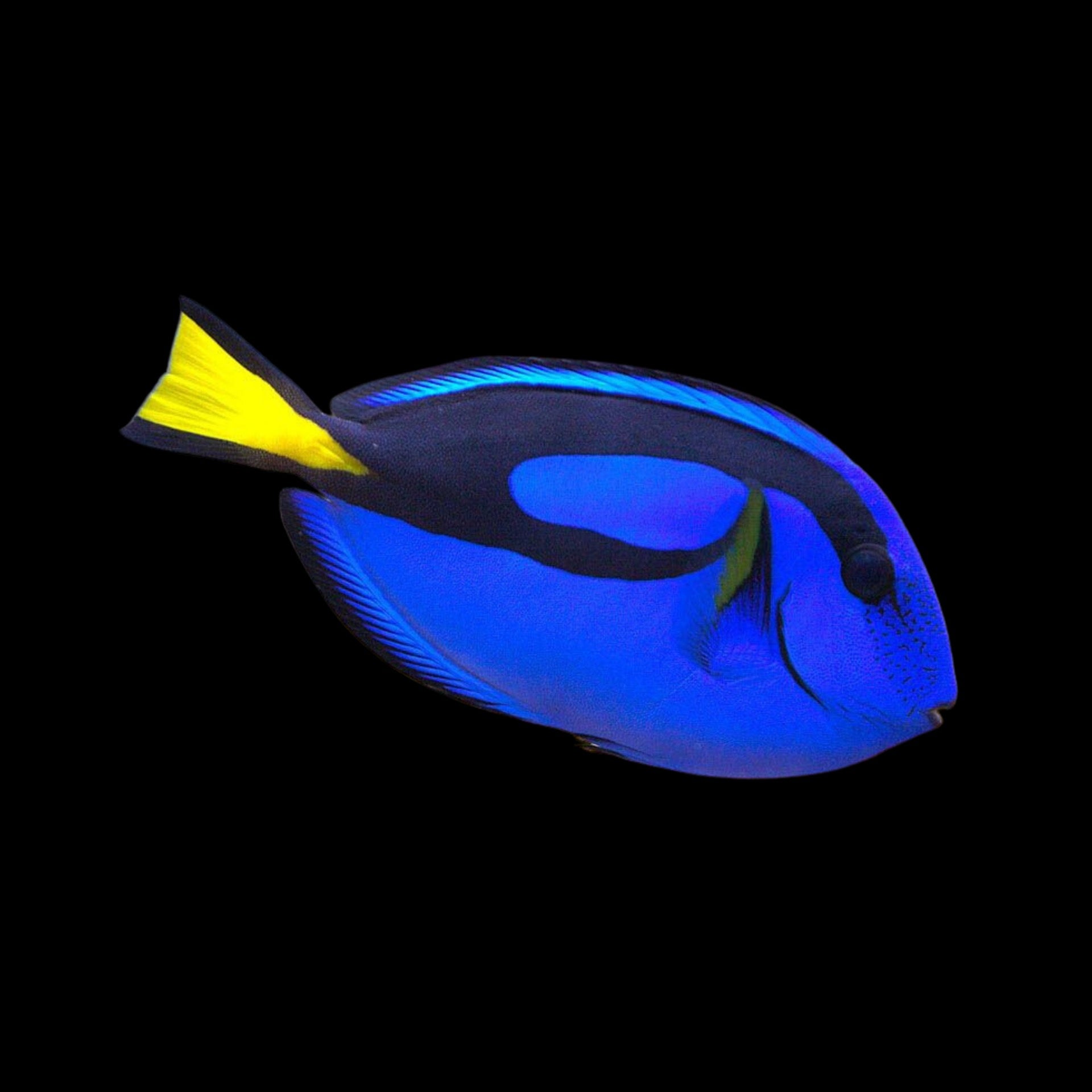 Blue Hippo Tang