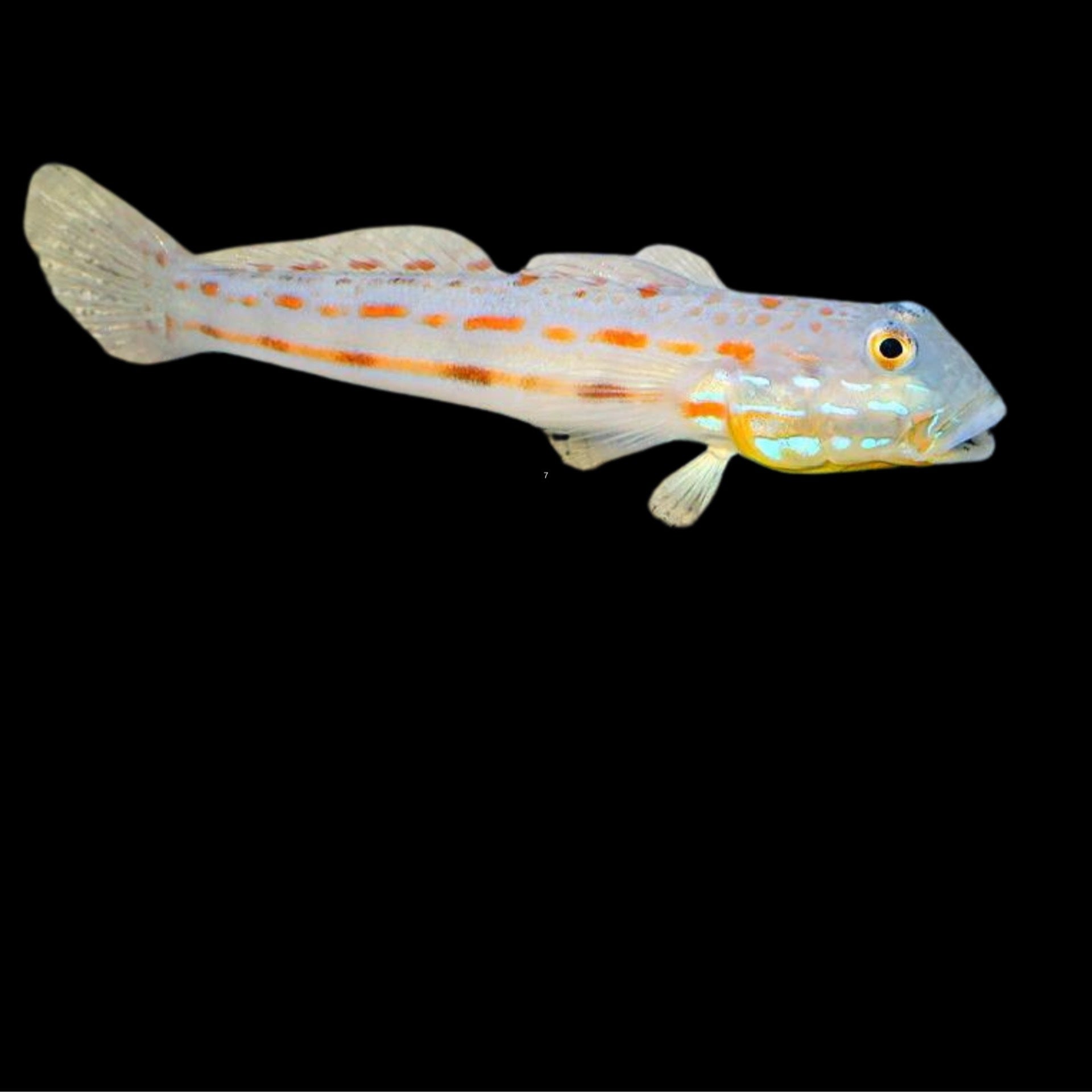 Diamond Goby | The Fish Store